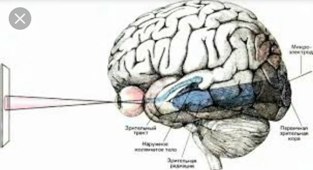 Зрительные центры головного мозга. Зрительный анализатор в мозге. Строение глаза и мозга.