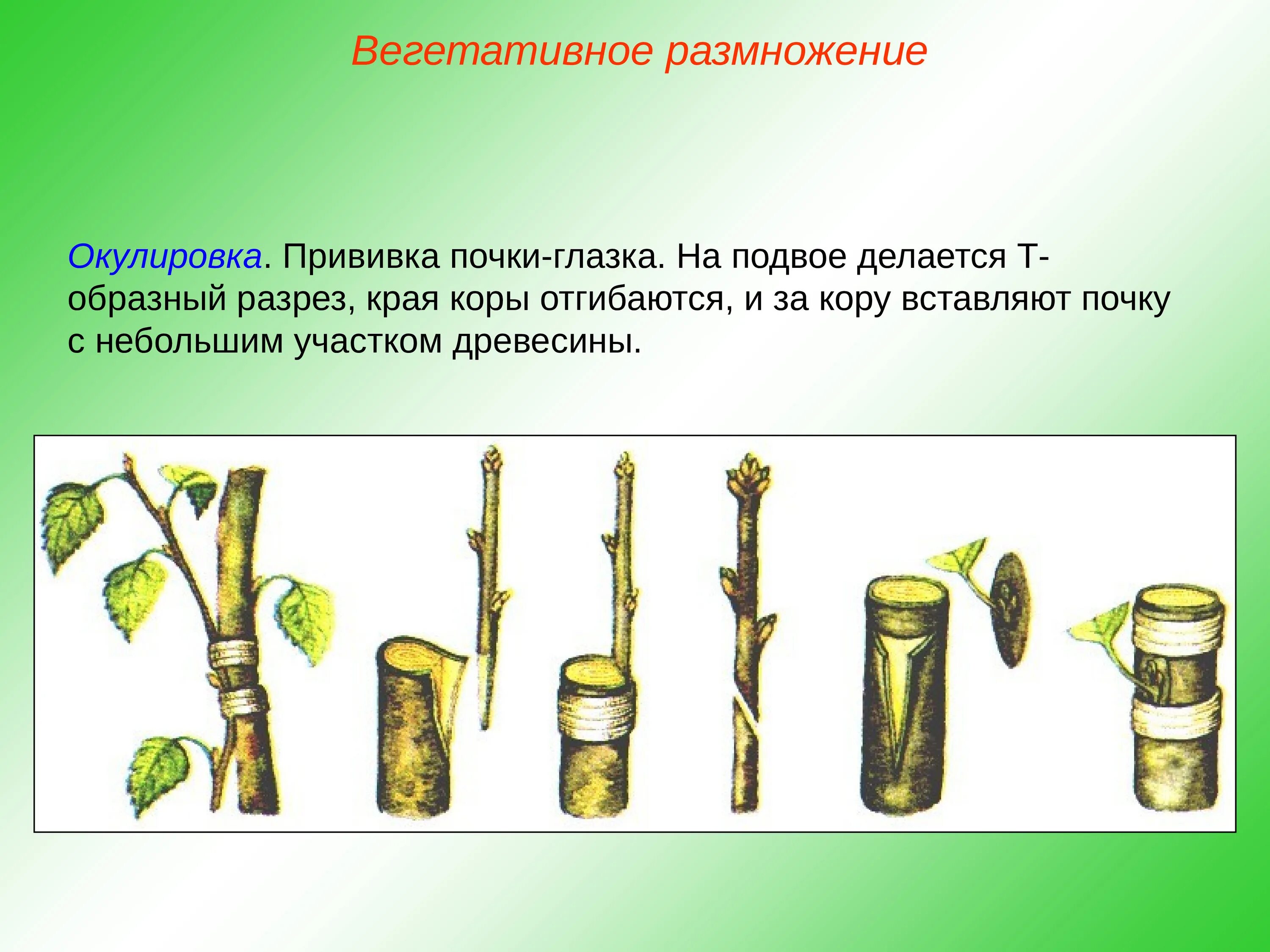 Прививки растений подвой привой. Вегетативное размножение прививкой черенком. Черенкование подвой привой. Вегетативное размножение покрытосеменных растений прививка.