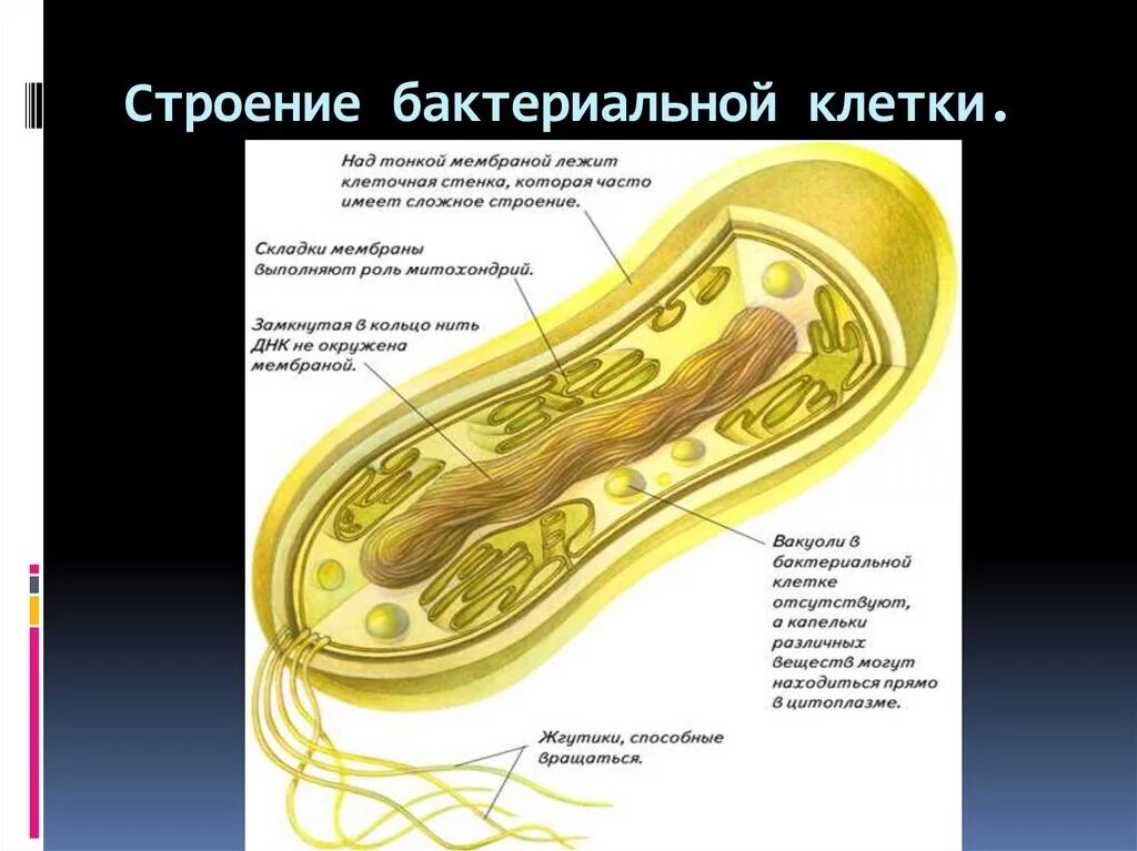 Из каких клеток состоят бактерии. Схема строения бактериальной клетки микробиология. Строение бактериальной клетки микробиология. Органоиды бактериальной клетки микробиология. Строение бактериальной микробиология.