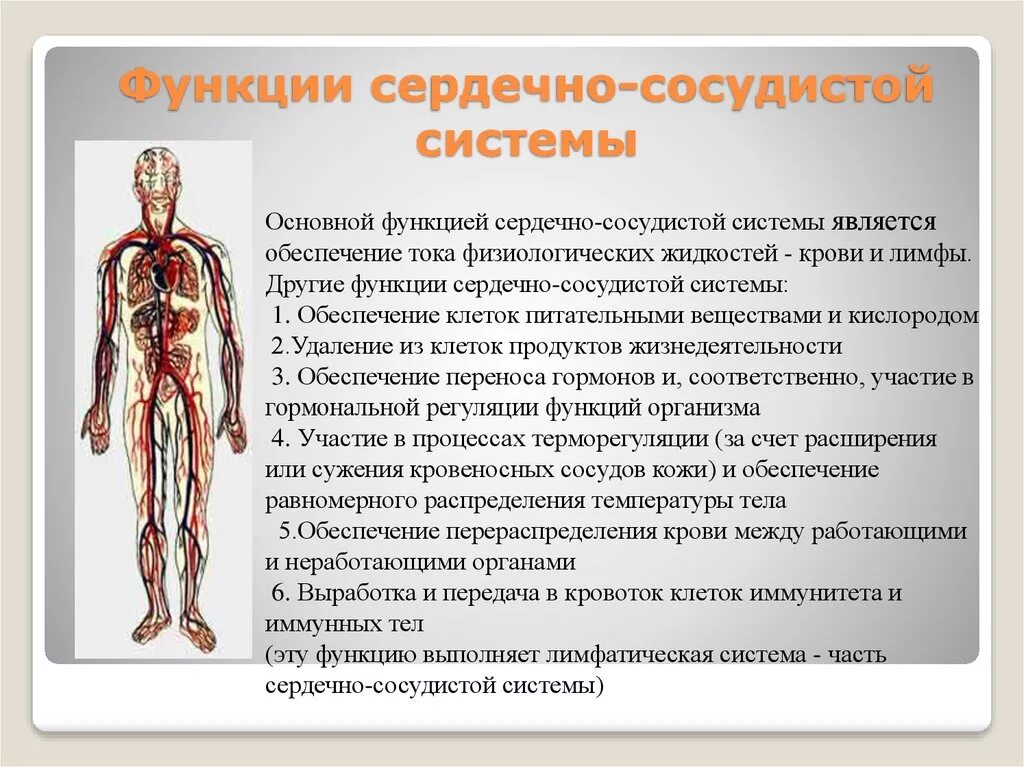 Функции сердечно-сосудистой системы человека. Строение сердечно сосудистой системы. Анатомия и функции сердечно-сосудистой системы. Кровеносная система человека. Основные функции кровообращения