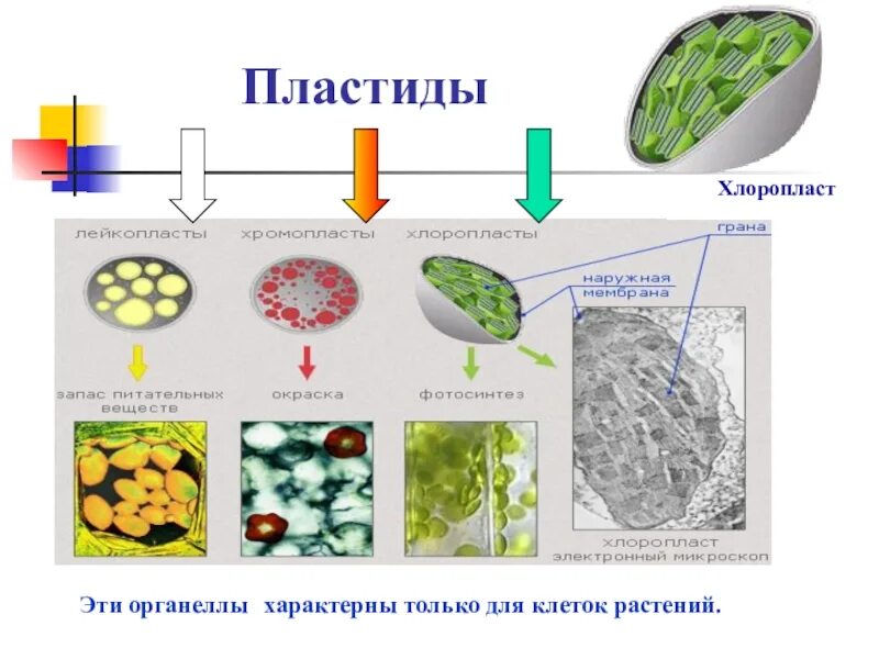 Структура клетки растения пластиды. Пластиды растений хромопласты. Строение растительной клетки пластиды. Строение растительные пластиды.