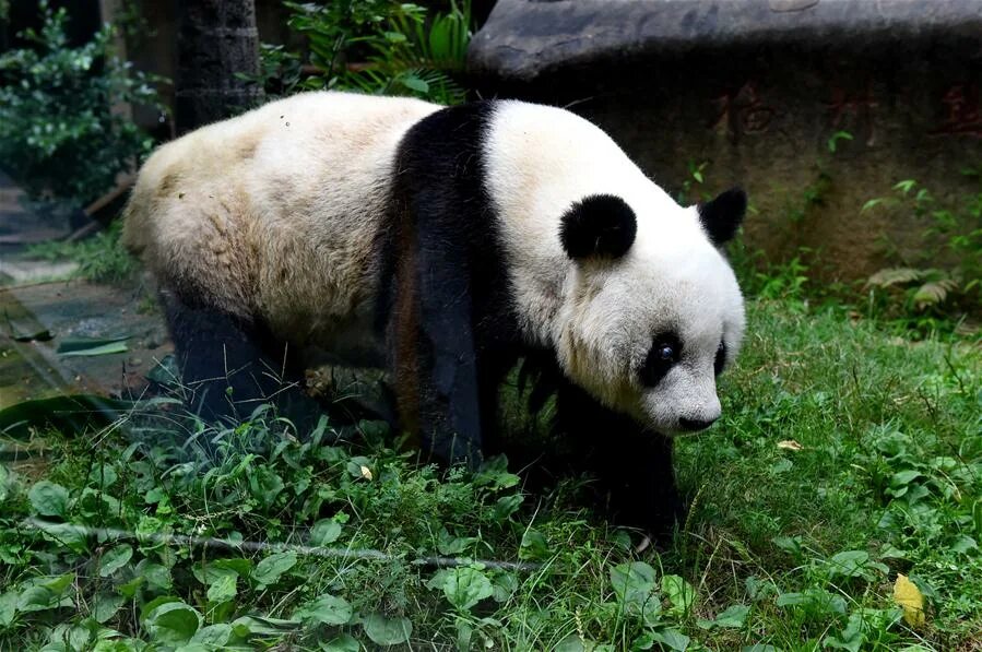 Большая панда сколько живут. Панда долгожитель. Сычуань резерваты Панда. Гигантская Панда. Самая большая Панда.