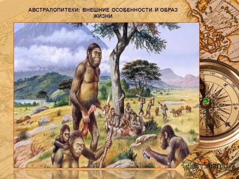 образ жизни австралопитеков. хомо хабилис австралопитек. австралопитек характеристика. австралопитек синантроп неандерталец таблица. австралопитек.