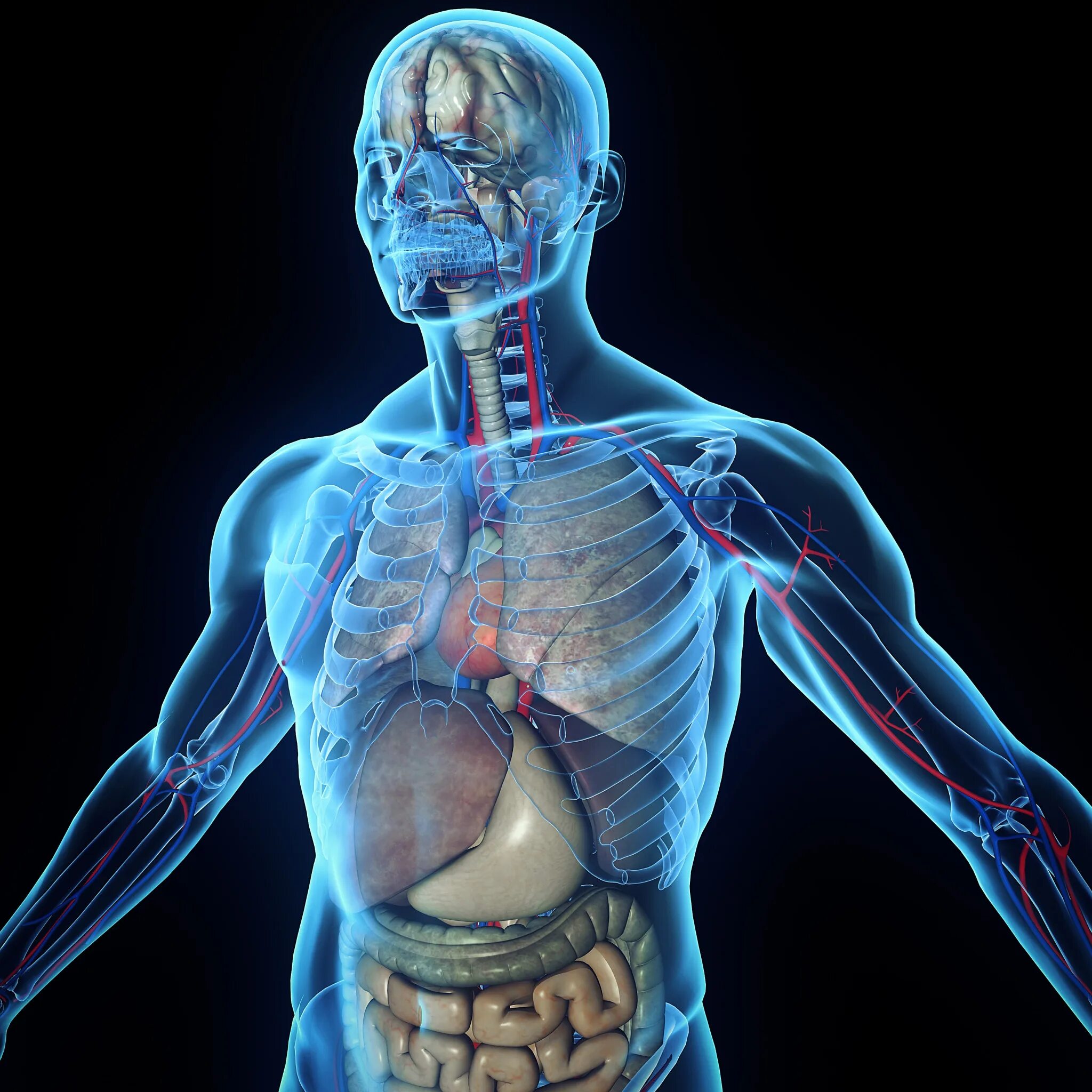 Human body visualizer
