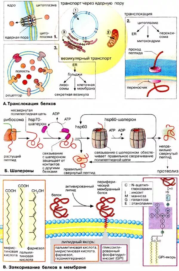 Транспорт белков внутриклеточный. Шапероны биохимия строение. Белки шапероны биохимия. РНК-шапероны. Заякоривание белков в мембране.