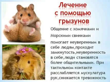 Шрифт в хомяке на 7 июля