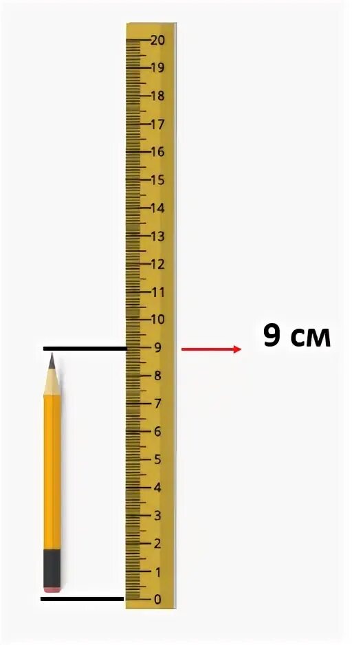 Какой длины карандаш. Измерение длины карандаша линейкой. Линейка 10 см в натуральную величину. Карандаш длиной 14 см. Карандаш и линейка 150 см.