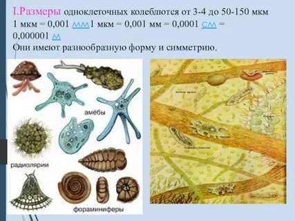 Размер организма составляет 1 10 мкм