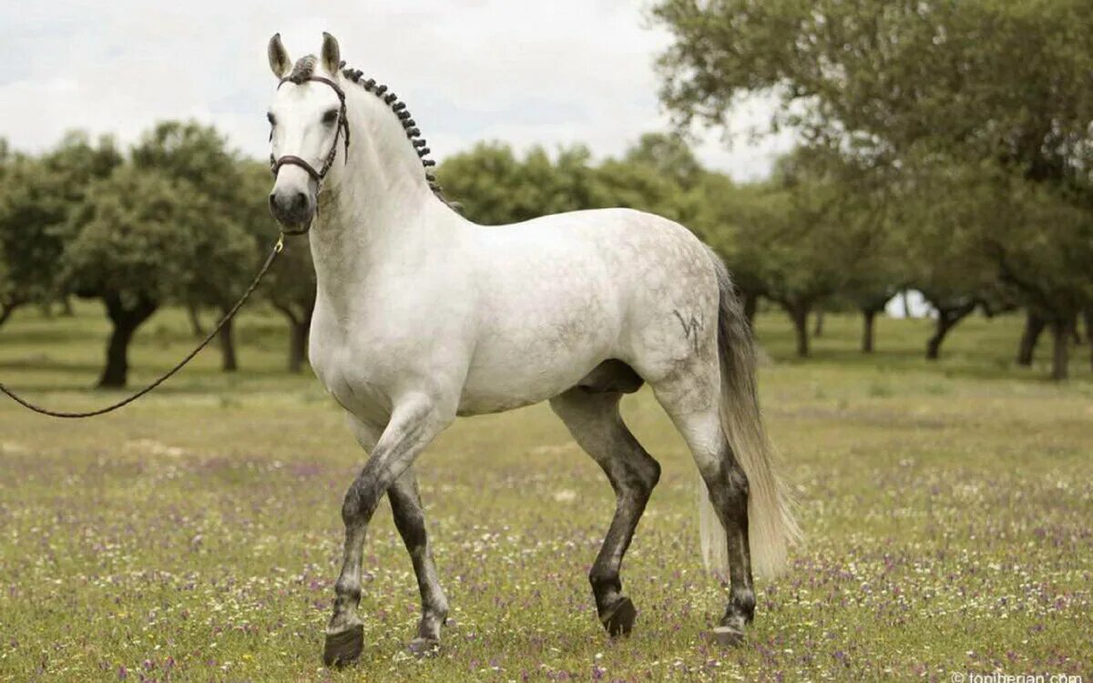 Липицианская порода лошадей. Андалузская лошадь серая. Андалузская порода лошадей. Липпицианская лошадь Вороная.