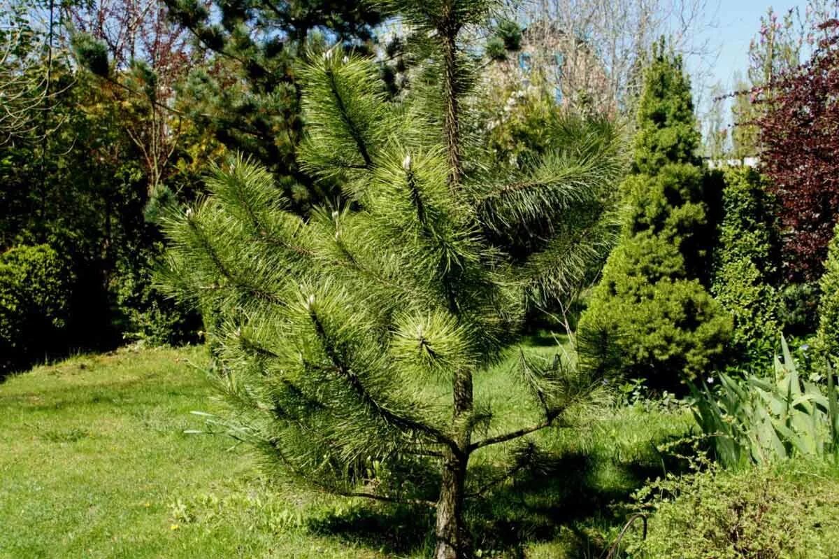 Сосна нигра описание. Сосна Pinus nigra. Pinus nigra (сосна чёрная) 'Nana'. Сосна черная Австрийская (Pinus nigra). Сосна черная Нигра (Pinus nigra nigra).