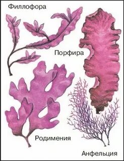 Зеленые водоросли сумчатые грибы красные водоросли