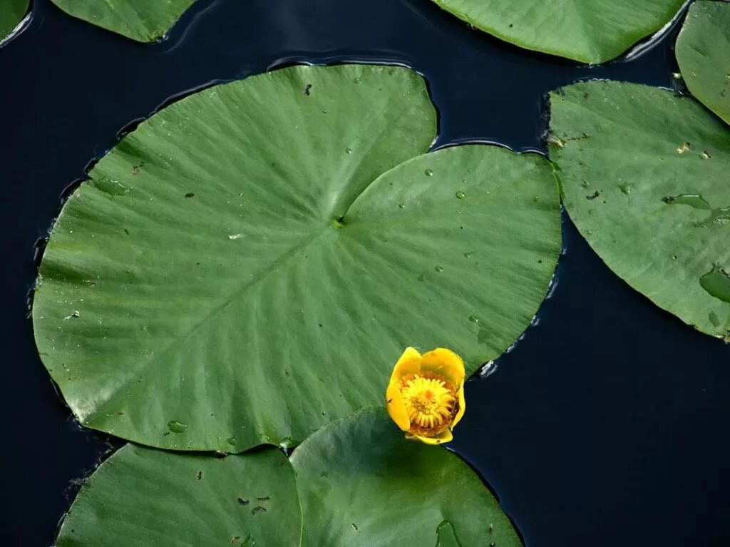 Кубышка жёлтая. Кувшинка желтая кубышка. Nuphar pumila. Кубышка жёлтая водная Лилия. Кубышка номер