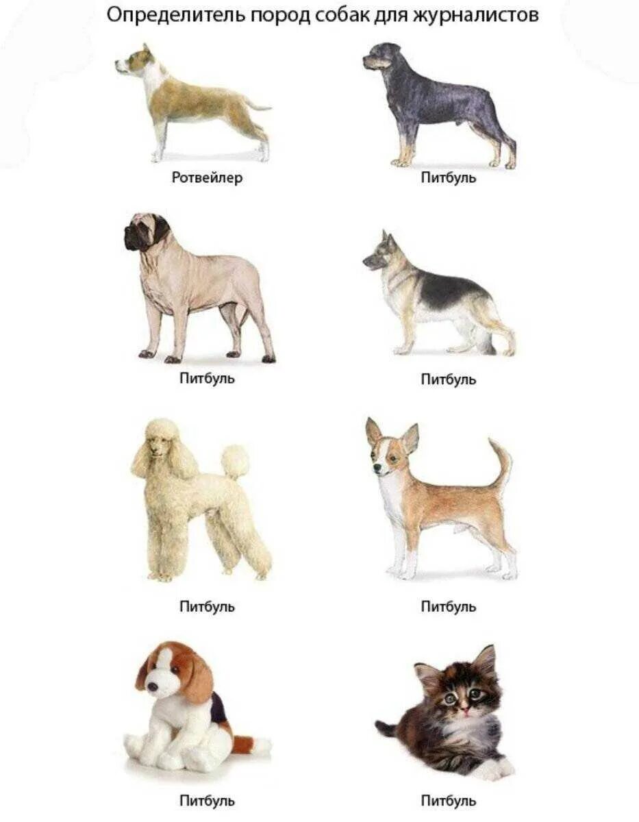 Породы собак названия. Породы средних собак с фотографиями и названиями 2 класс. Собаки породы средних размеров с фотографиями и названиями пород. Названия собак атлас определитель. Средние породы собак атлас определитель.