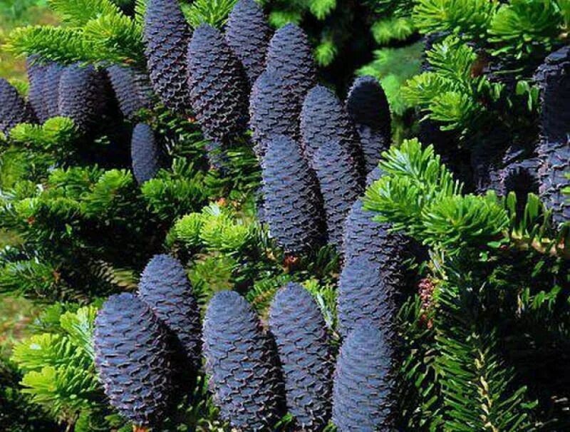 Пихта абиес кореана. Пихта фразера пирамидалис компакта. Пихта абиес кореана. Пихта корейская абиес кореана. Пихта корейская (р9).