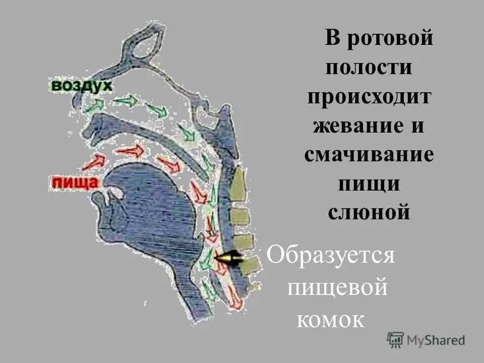 В ротовой полости пища смачивается. Пищевой комок образуется. Ротовой комок пищевое что происходит.