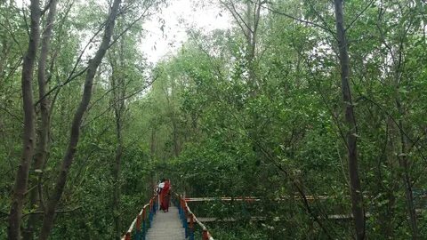 Mangrove Forest, Shyamnagar.jpg.