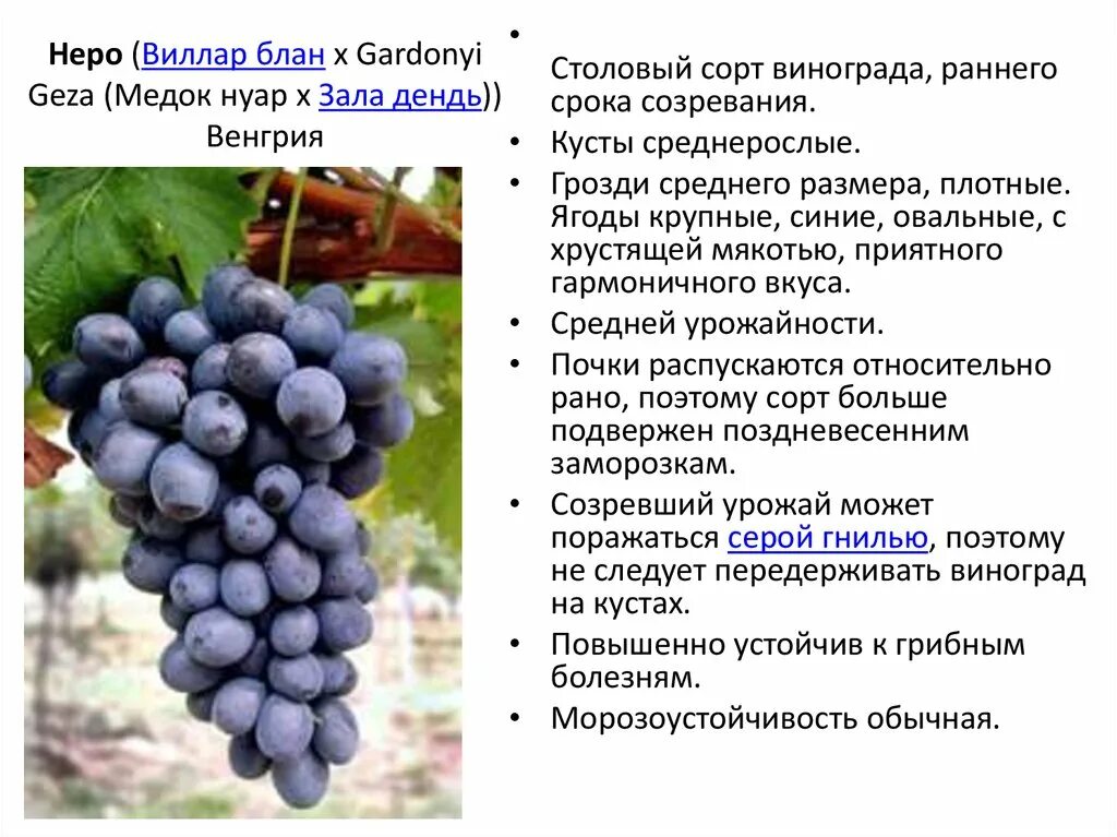 Виноград ананасный описание. Сортовые характеристики винограда. Пино нуар, медок (сорт винограда). Виноград раннего срока созревания сорта. Виноград раннего срока созревания сорта.