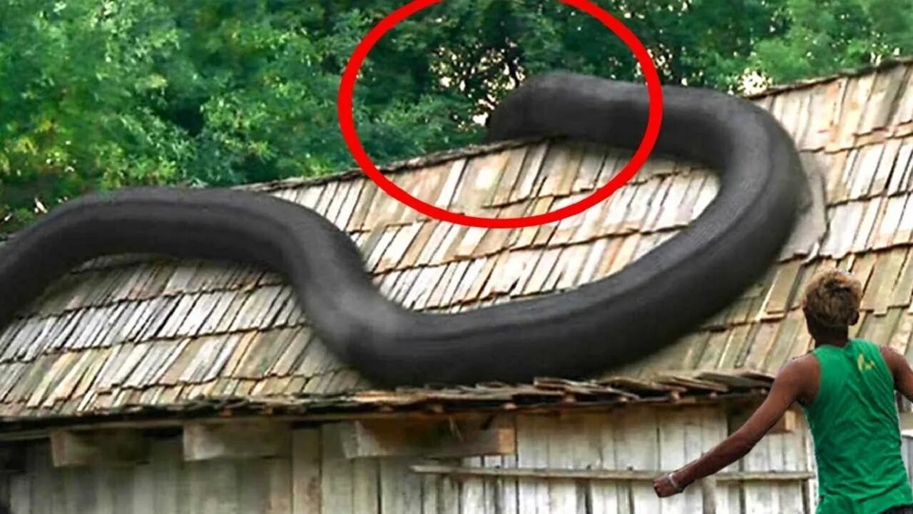 Анаконда в джунглях амазонки. Самая длинная Анаконда в мире. Самые большие змеи на планете. Самые длинные змеи.