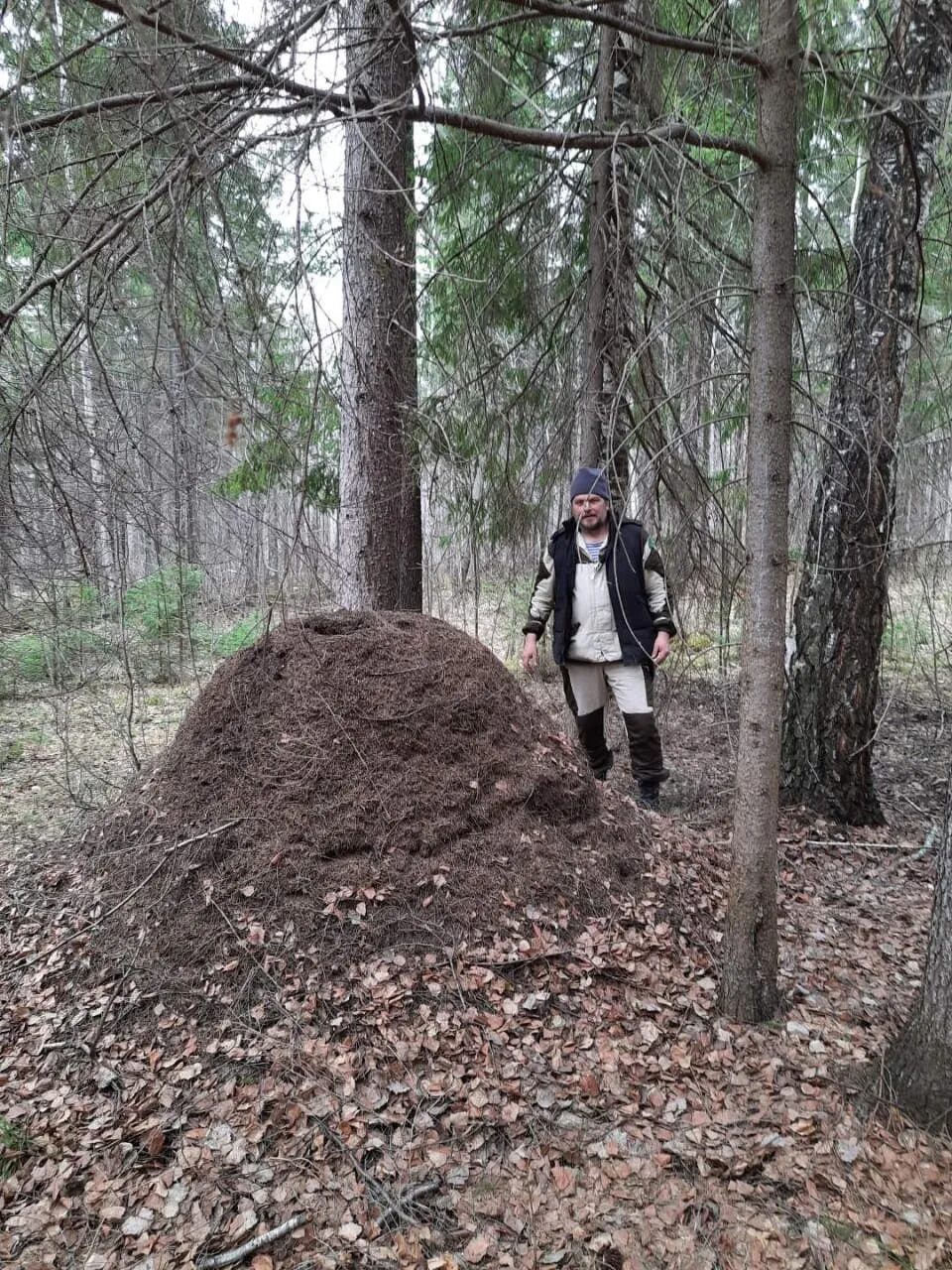 Солдат расположился на ночлег вблизи муравейника. Огромный Муравейник. Большие муравейники. Ограждение муравейников в лесу. 2 Метровый Муравейник.