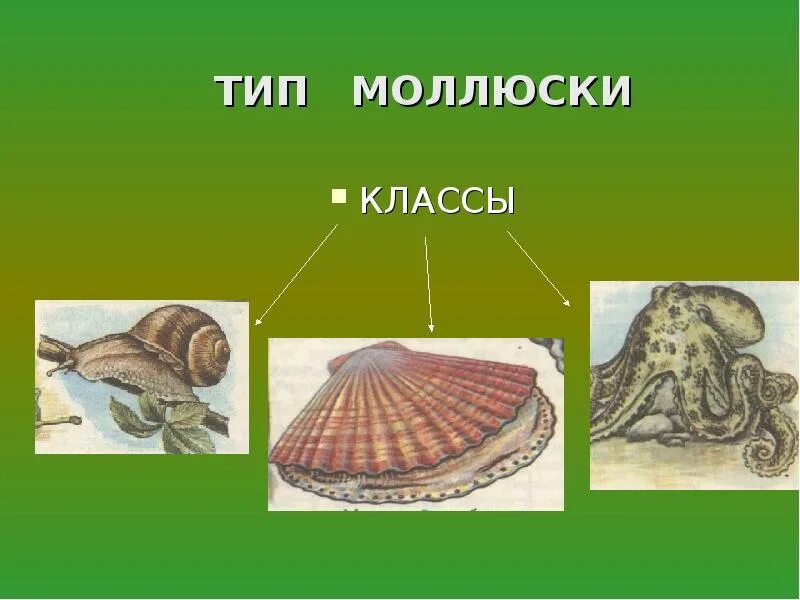 Перечислить классы моллюсков. Тип моллюски биология. Моллюски биология 7 класс. Представители моллюсков 7 класс биология. Тип моллюски 7 класс биология.