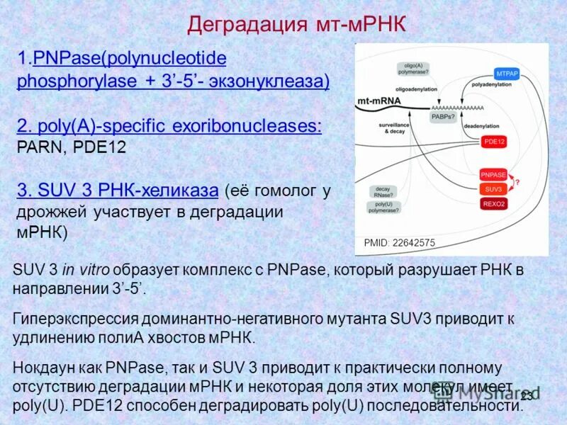 процессинг пре-мрнк у эукариот. мрнк строение функции. строение мрнк. структура мрнк эукариот. структура матричной рнк.