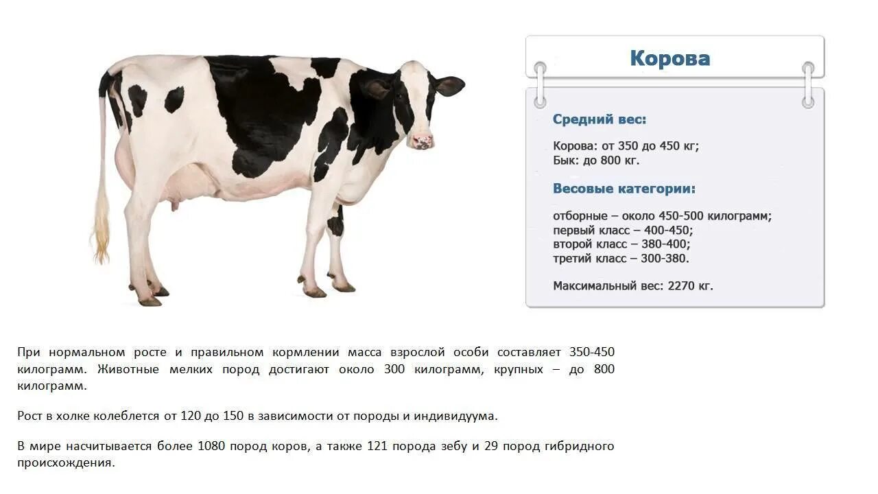 Определение массы животных
