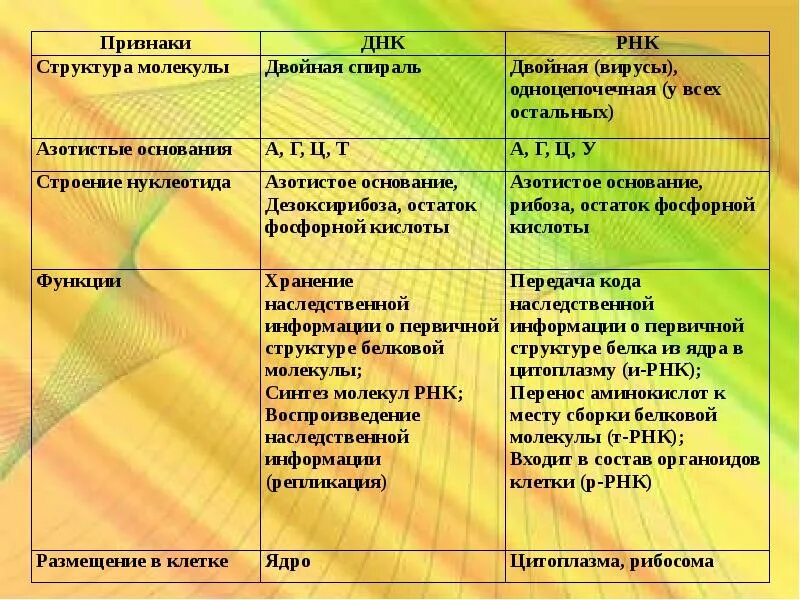 Структура и функции ДНК И РНК. ДНК И РНК структура строение функции. Строение и функции ДНК И РНК. Строение и функции нуклеиновых кислот ДНК И РНК таблица.