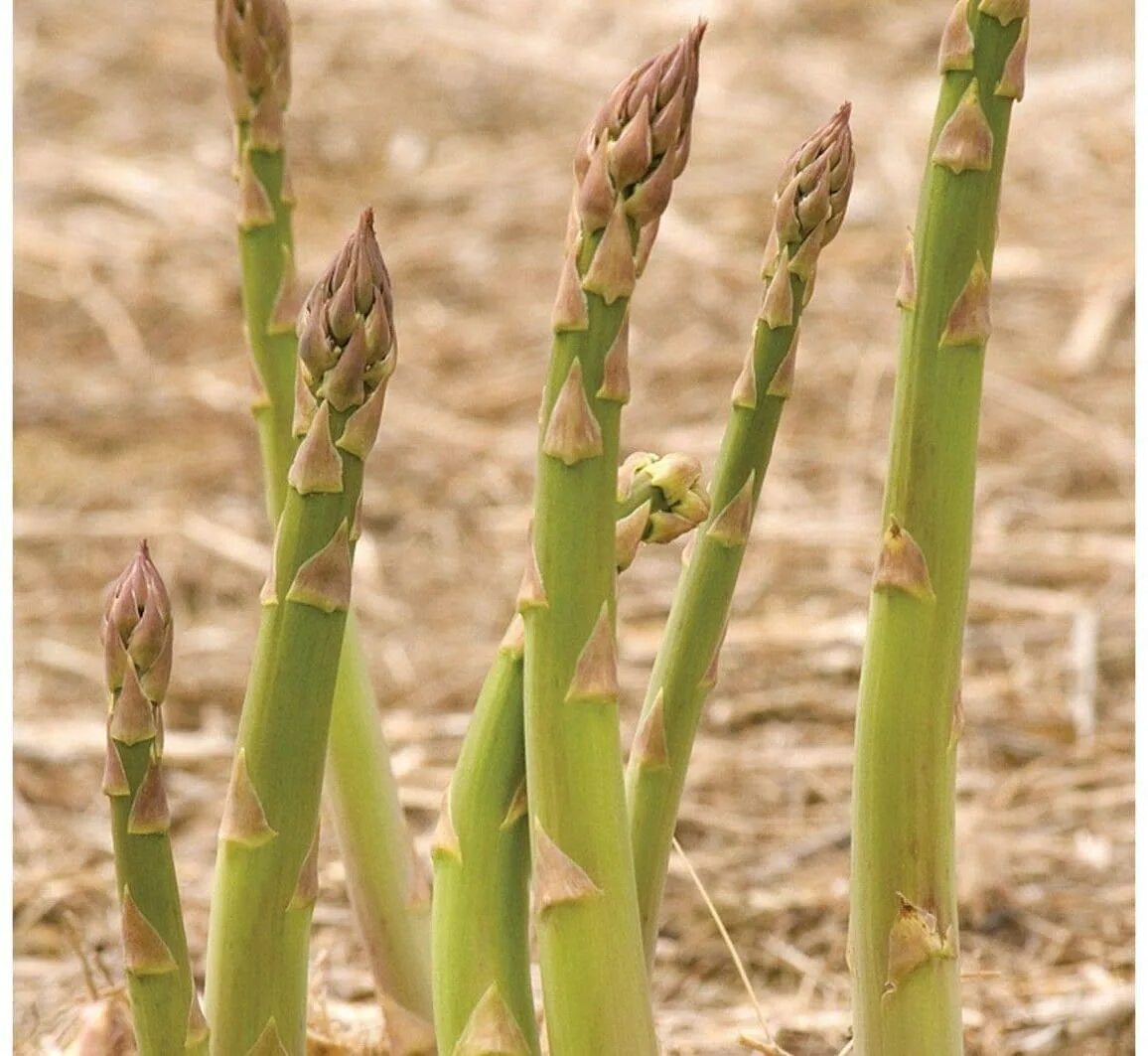 Растение спаржа как растет. Asparagus polyphyllus. спаржа камыш. спаржа плоды. спаржа черноземья.