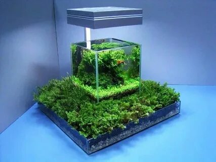 Plant aqua