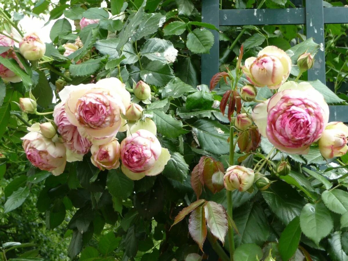 Плетистая пьер де ронсар. Плетистые розы пьер де ронсар. Плетистая пьер де ронсар. Плетистая роща пьер де ронсар. Плетистые розы пьер де ронсар.