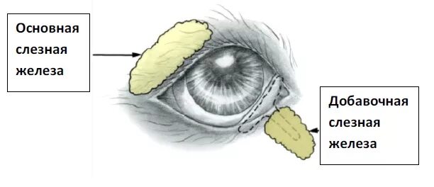 Слезная железа животных. Добавочные слезные железы. Основная слезная железа. Слезная железа у собак