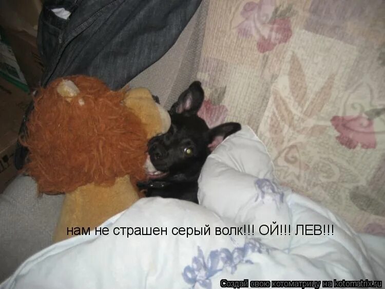 нам не страшен серый волк