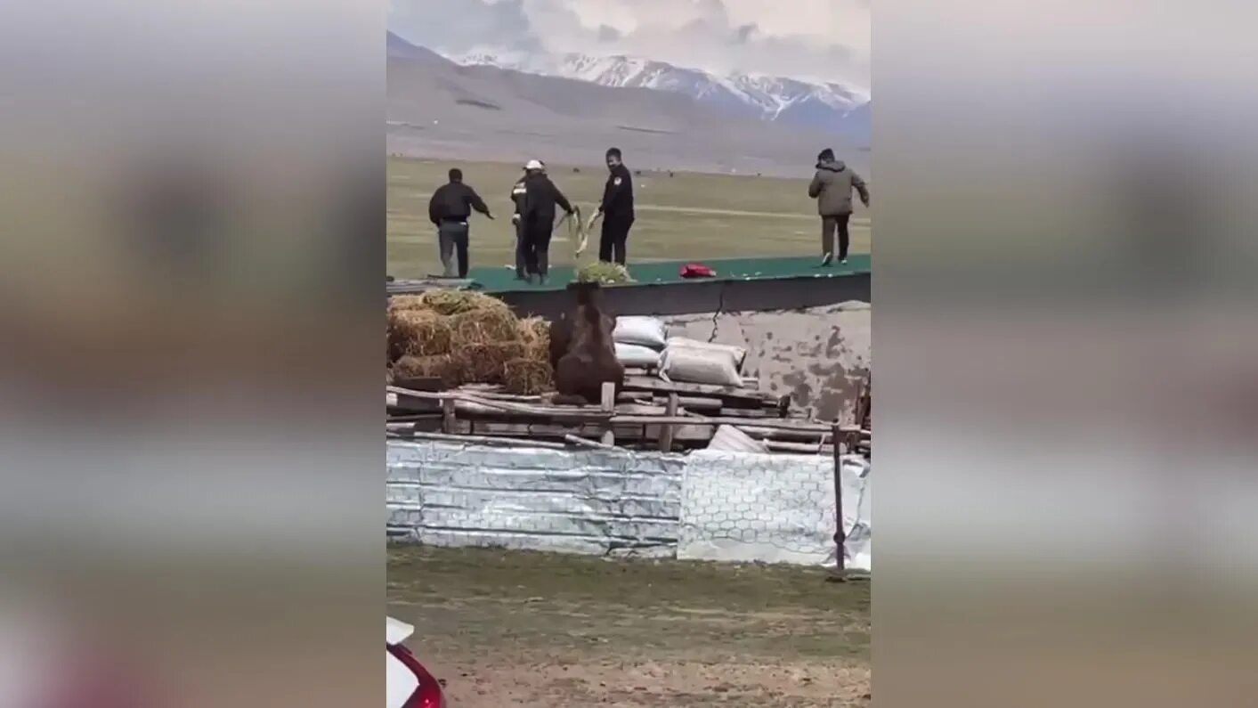 Белый медведь в якутии. Якутия нападение. В якутске стая собак напала на женщину. Якутия нападение. Новгородский медведь дальнобой.