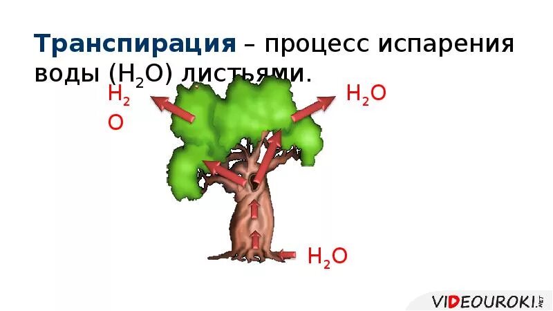 Функции транспирации. Транспирация. Процесс транспирации. Относительная транспирация. Транспирация у растений количественные показатели с единицы площади.