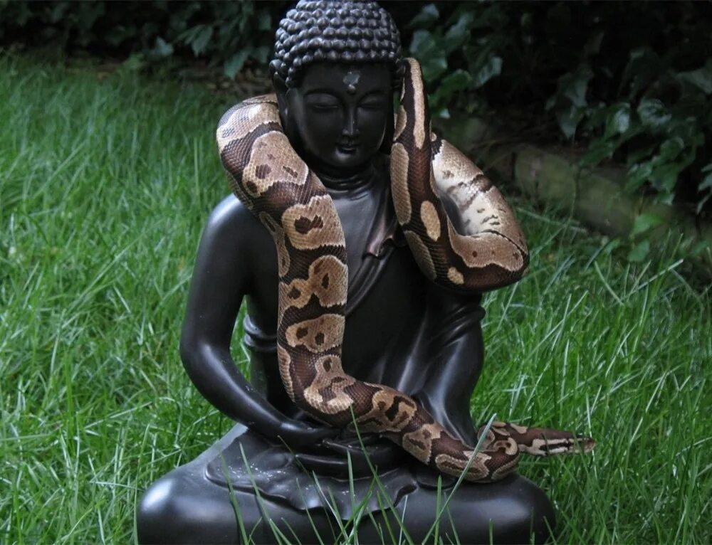 Змей за спиной. Будда и Кобра. Крутая змея. Будда змей.