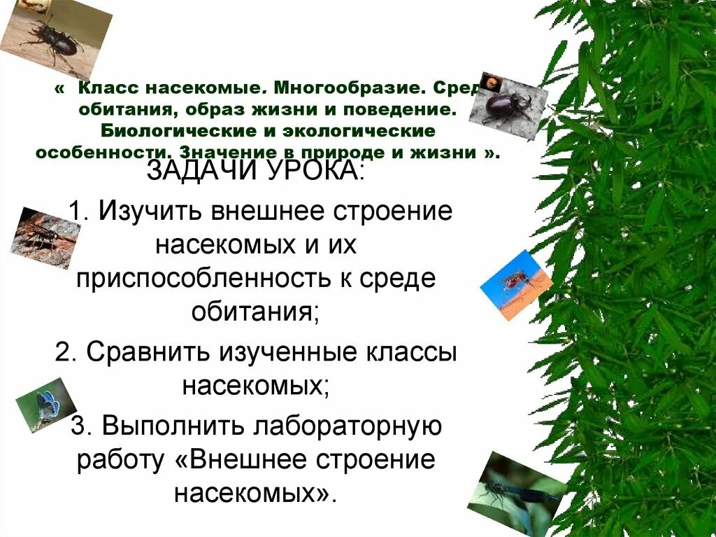 Среда обитания образ жизни