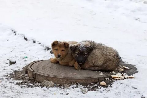 Бездомные животные стали