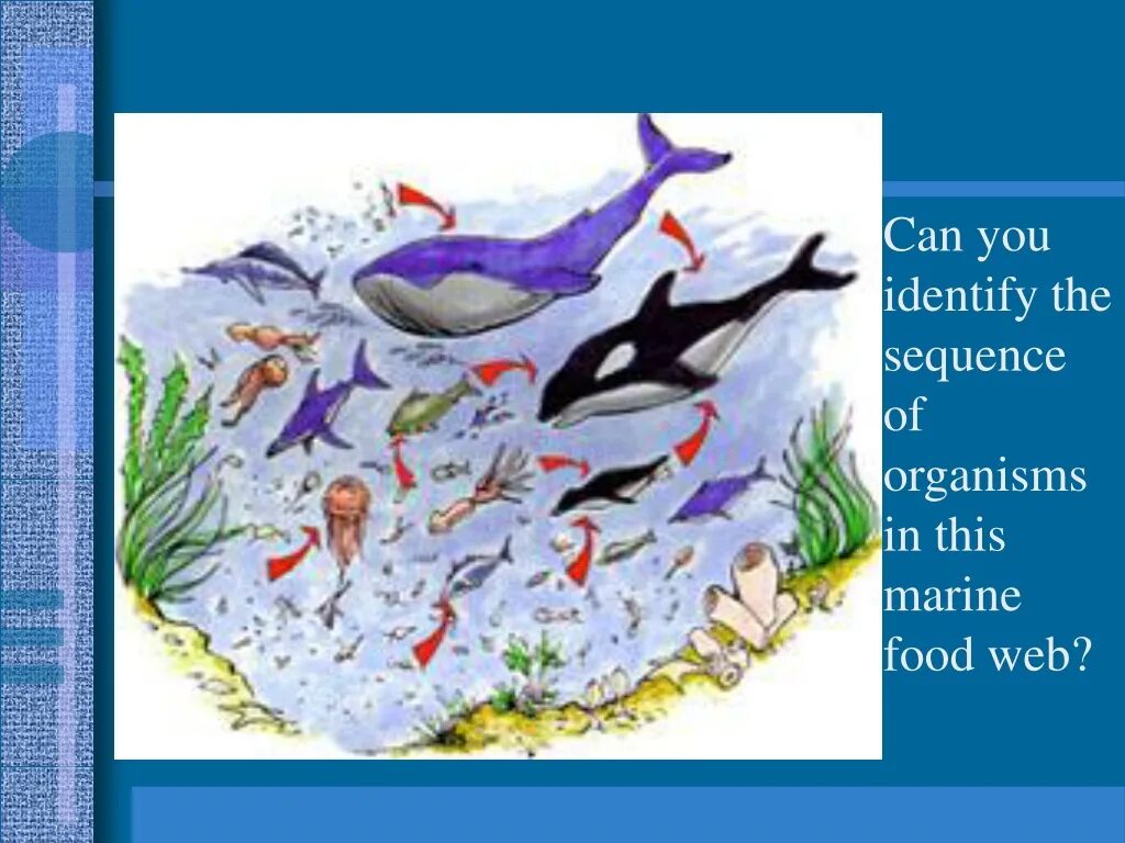 Обитатели водных экосистем. Экосистема моря. Экосистема море для детей. Обитатели водной среды для детей.
