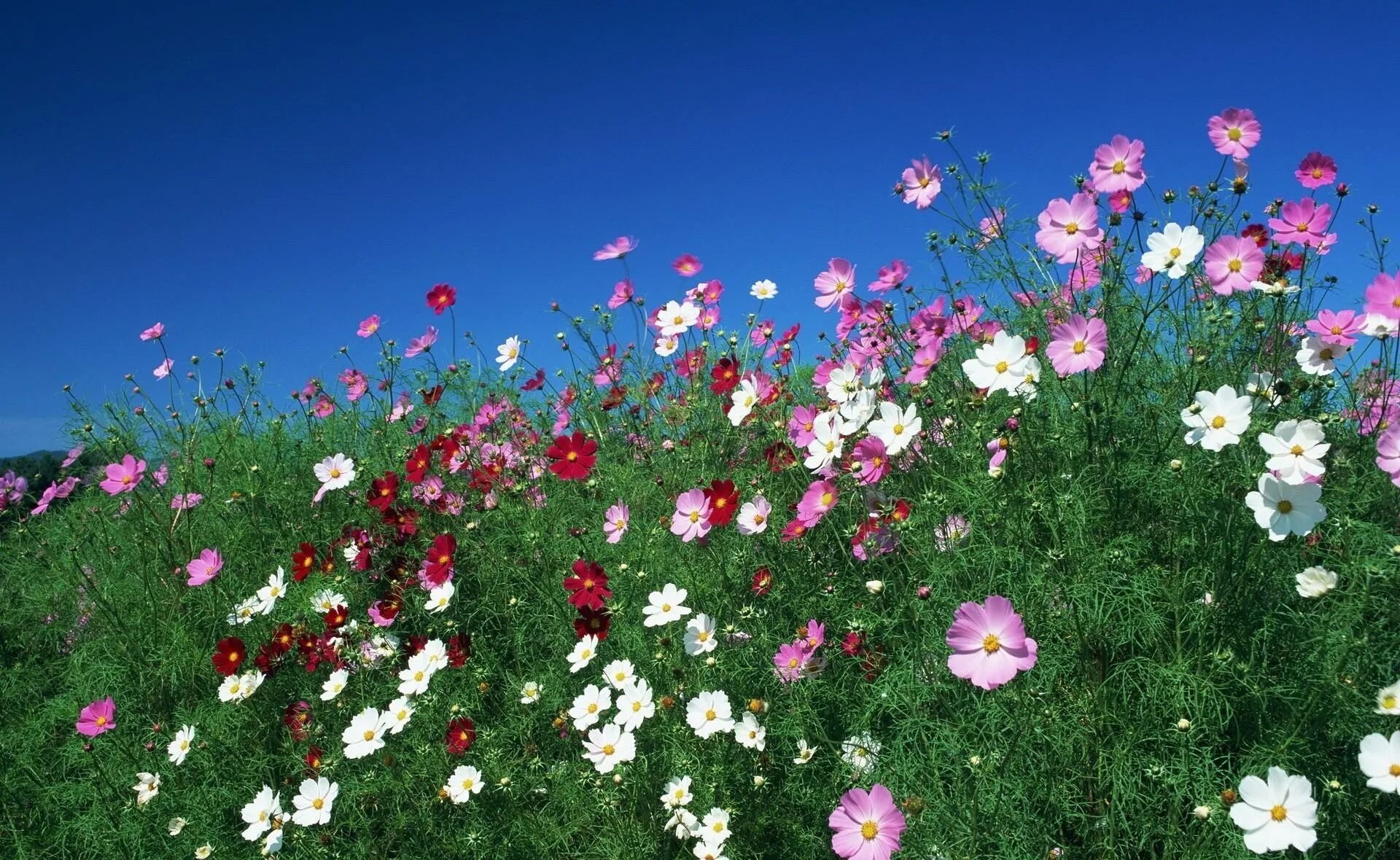 Космея цветок. Поле цветы космея. Космея Парадиз. Космея поле Южная Корея. Цветочная поляна сергиев