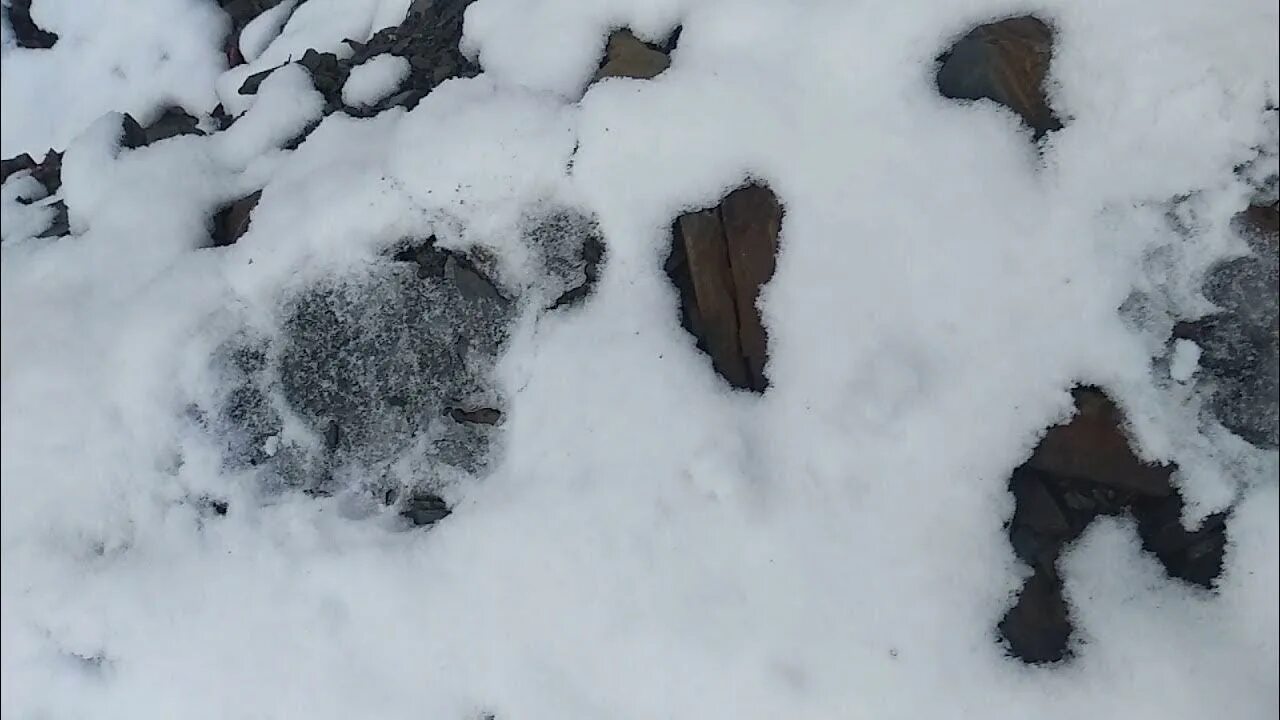 Елочка выдернула лапу из сугроба. Следы медведя на снегу. Следы медведя шатуна на снегу. Медвежьи следы на снегу. Медвежья тропа следы.