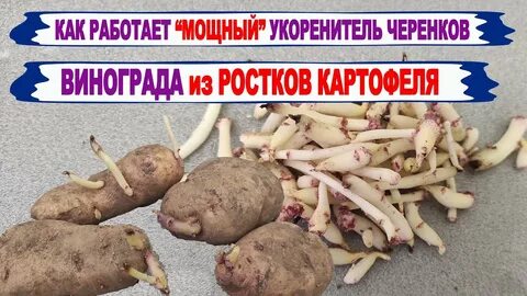 Укоренить черенок в картошке