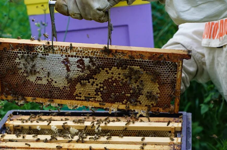 Песня пчела пчеловод. Пчела деревня. Выгодно ли держать пчел. Опасно ли держать на даче пчел. Как сохранить пчел для апитерапии.