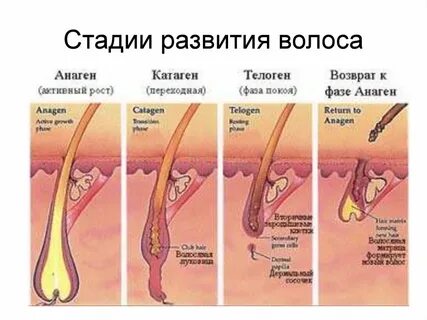Цикл волоса