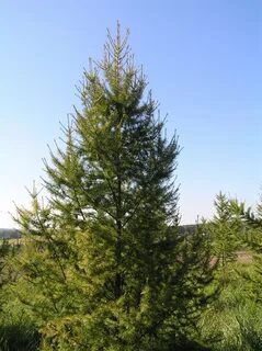 Сибирская лиственница 7