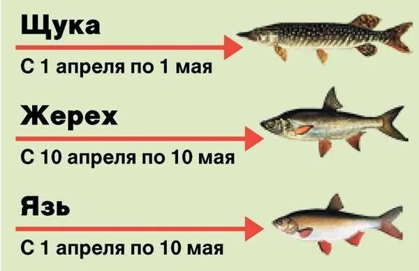 Курую рыбу запрещено ловить. Запрет на ловлю щуки. Запрет на рыбалку числа. Разрешённый размер вылавливаемой рыбы. Можно ли ловить на спиннинг в запрет