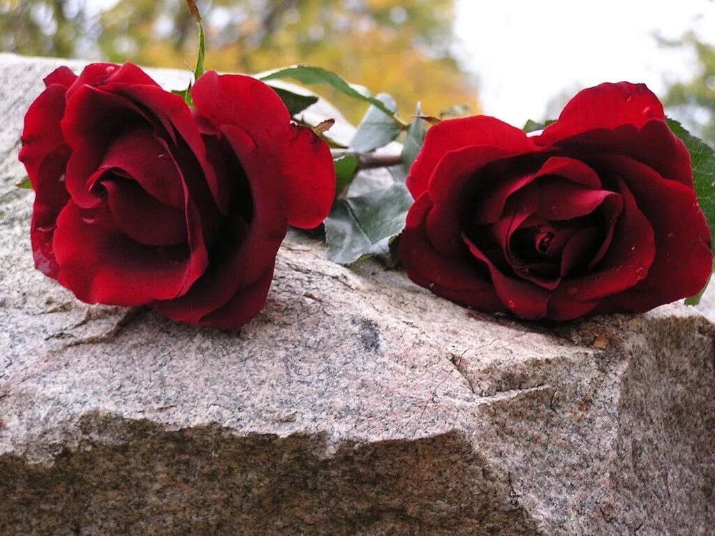 А я все помню помню как цветы. Розы на могиле. цветы на могилу. цветы соболезнования. траурные цветы.