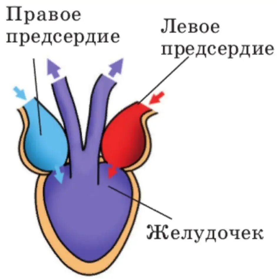 К клеткам тела животного поступает смешанная кровь. Схема строения сердца земноводного. Схема строения сердца земноводных. Схема строения сердца лягушки рисунок. Зарисуйте схему строения сердца лягушки.