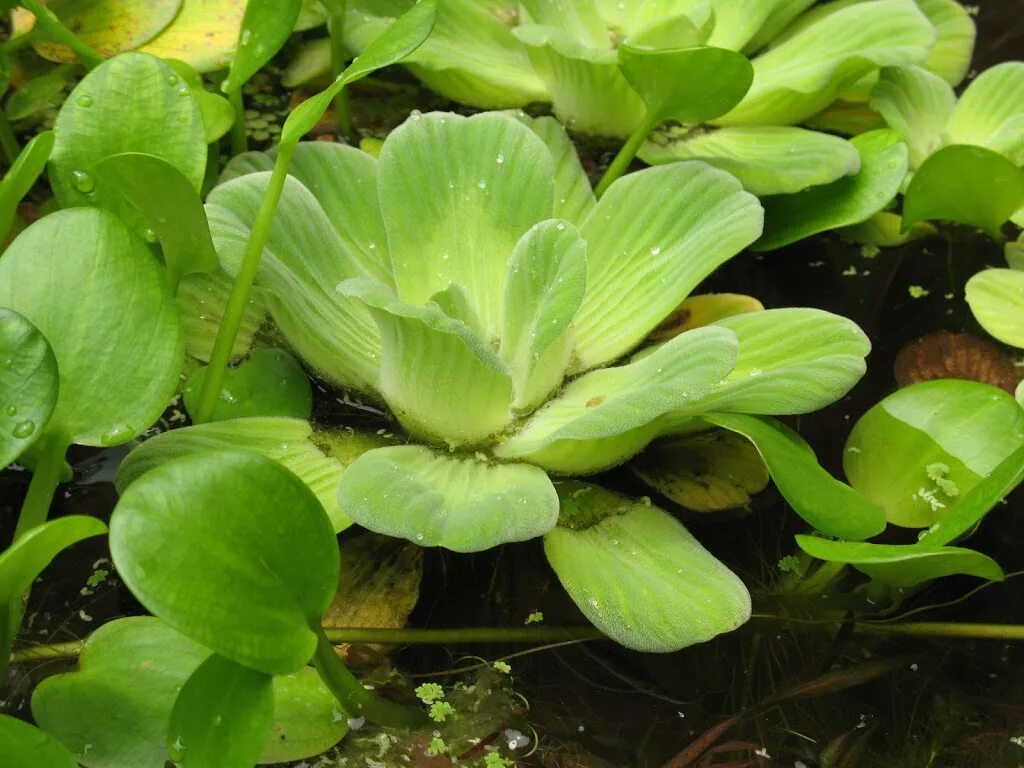 Виды плавающих растений. Пистия аквариумное растение. Пистия (Pistia). Водяная капуста пистия. Аквариумная капуста пистия.