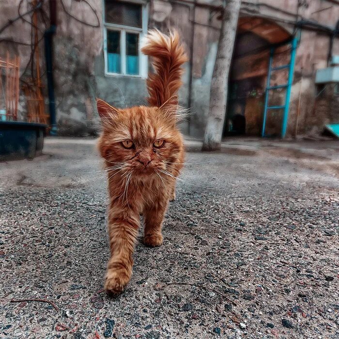 Рыжий кот бандит. Кот дворняжка рыжий полосатый. Дворовые рыжие коты. Рыжие дворовые кошки. Кошка во дворе.