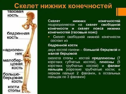 Нижние конечности состоят из кости